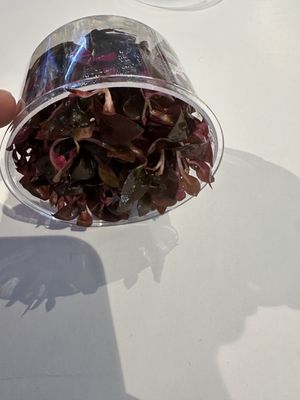 Alternanthera reineckii rosaefolia T/C CUP