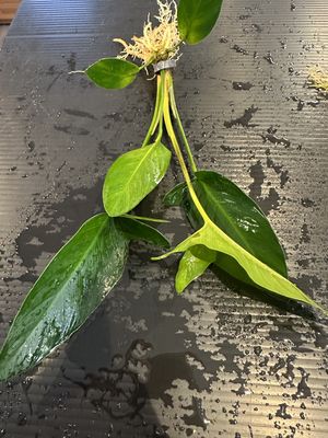 Anubias hastifolia