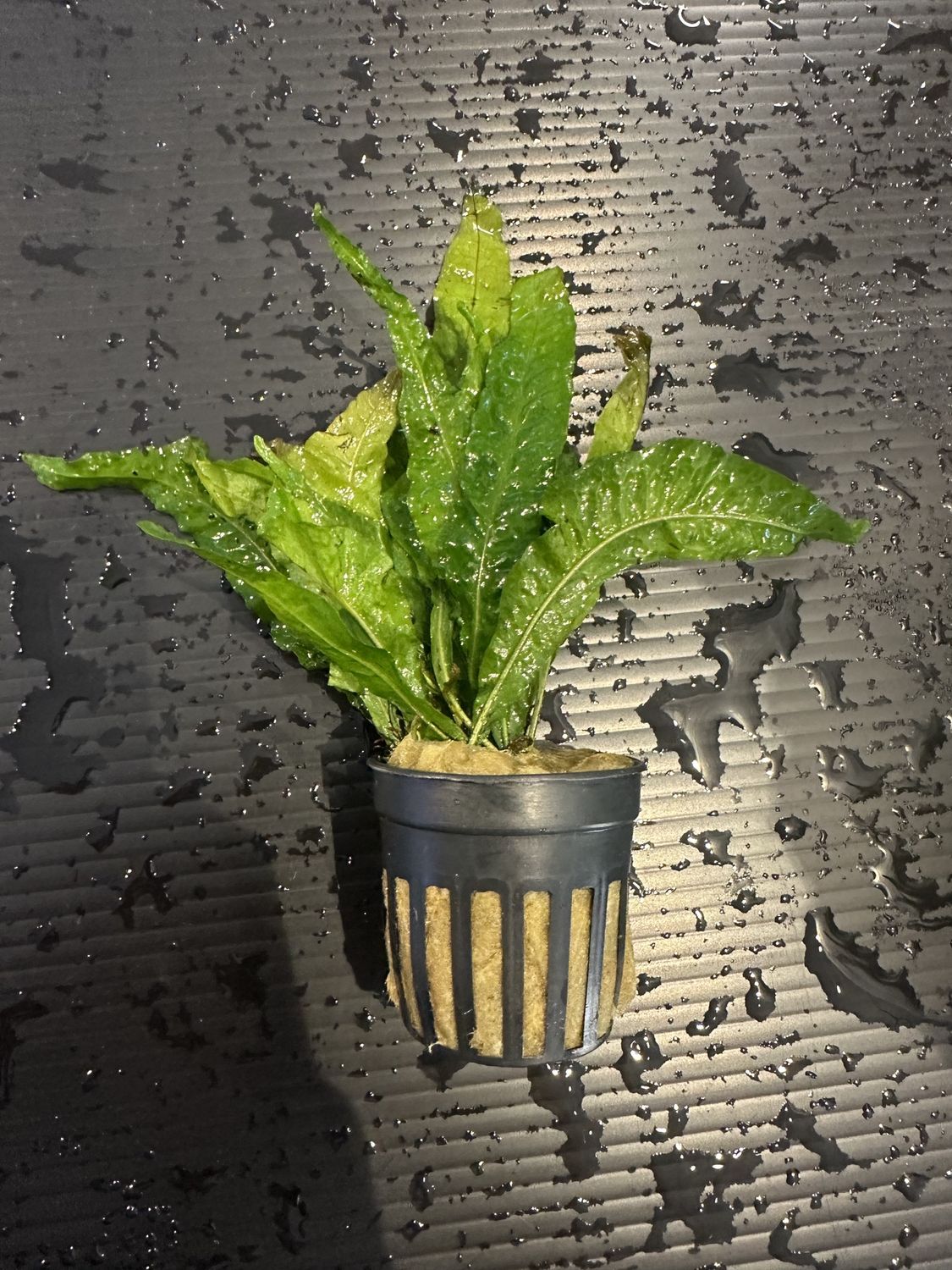 Microsorum Java Gold Sparkle
