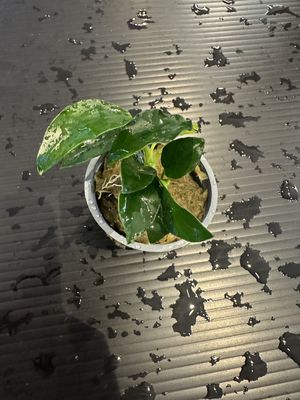 Anubias barteri var nana (petite)