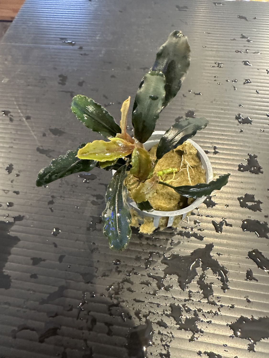 Bucephalandra rainbow marble