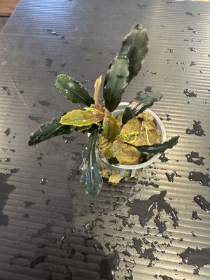 Bucephalandra rainbow marble