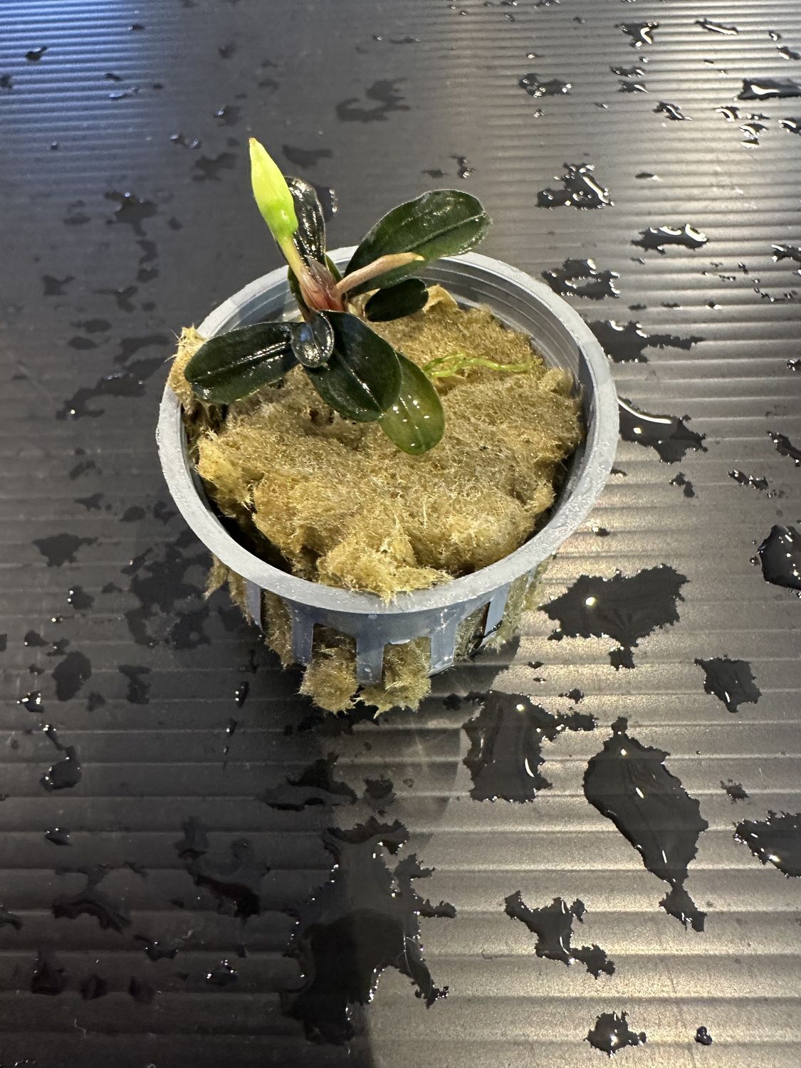 Bucephalandra kedagang mini round