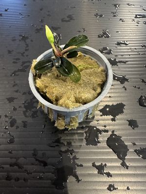 Bucephalandra kedagang mini round