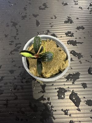 Bucephalandra kedagang mini round