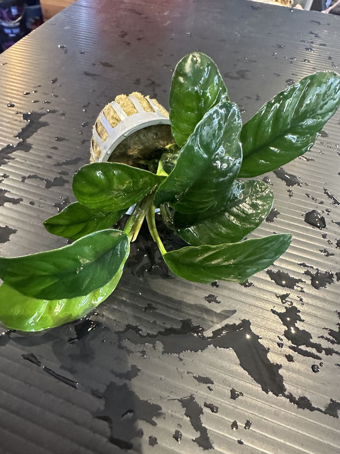 Anubias coffefolia