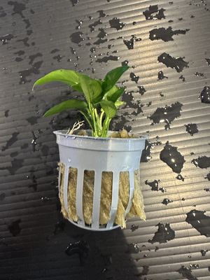 Anubias barteri var nana (petite)