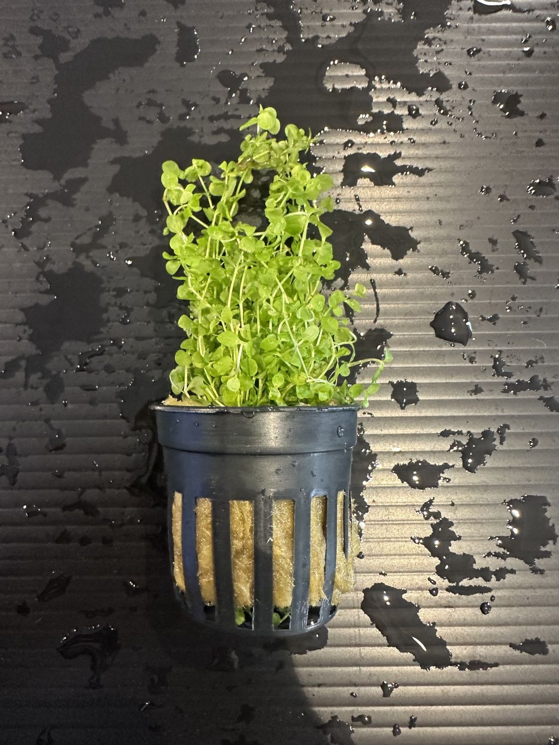 Micranthemum monte carlo pot