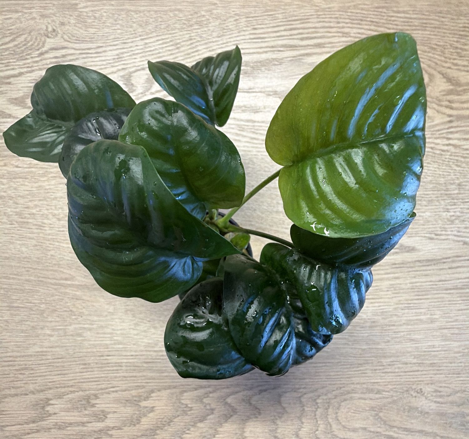 Anubias barteri rainforest