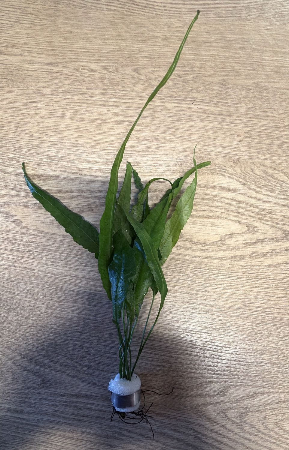 Bolbitis heteroclita long tails