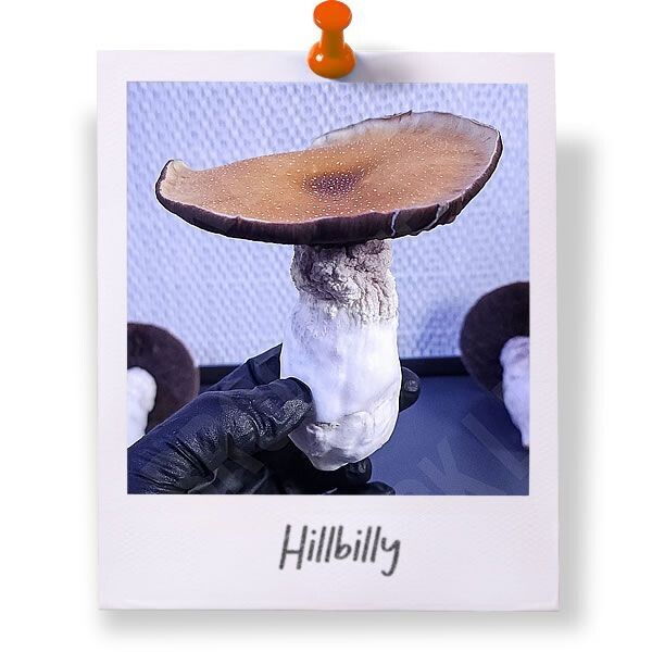 Hillbilly Cubensis