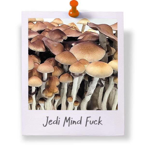 Jedi Mind Fuck