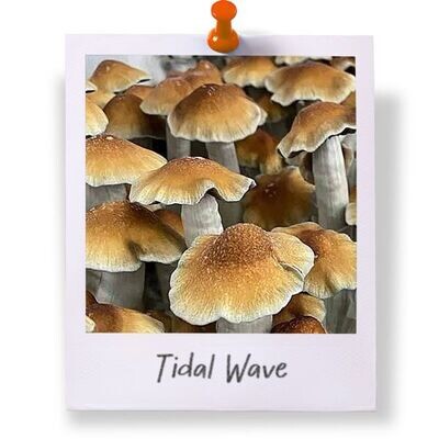 Tidal Wave