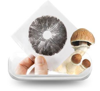 Spore Prints