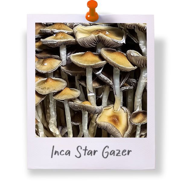 Inca Stargazer
