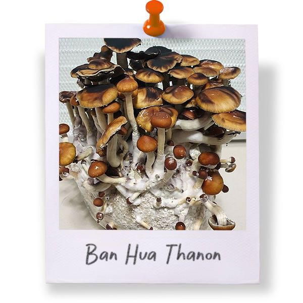Ban Hua Thanon