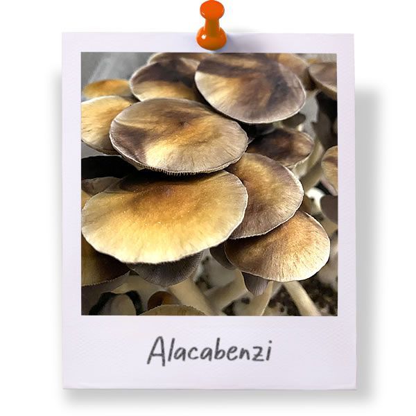 Alacabenzi
