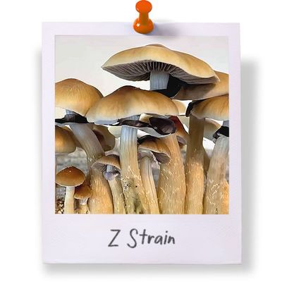 Z Strain