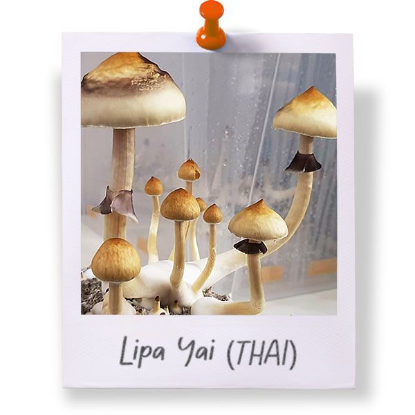 Lipa Yai
