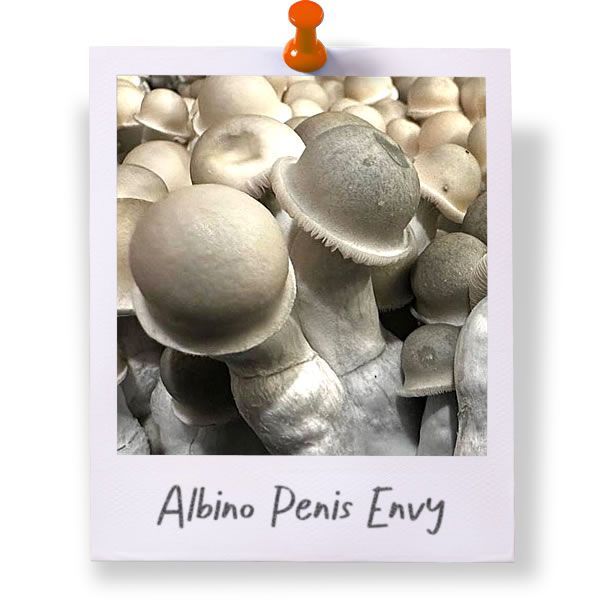 Albino Penis Envy