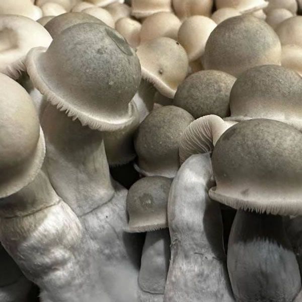 Albino Penis Envy