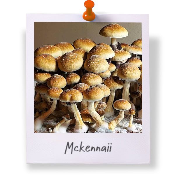 Mckennaii