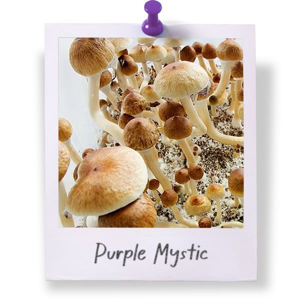 Purple Mystic