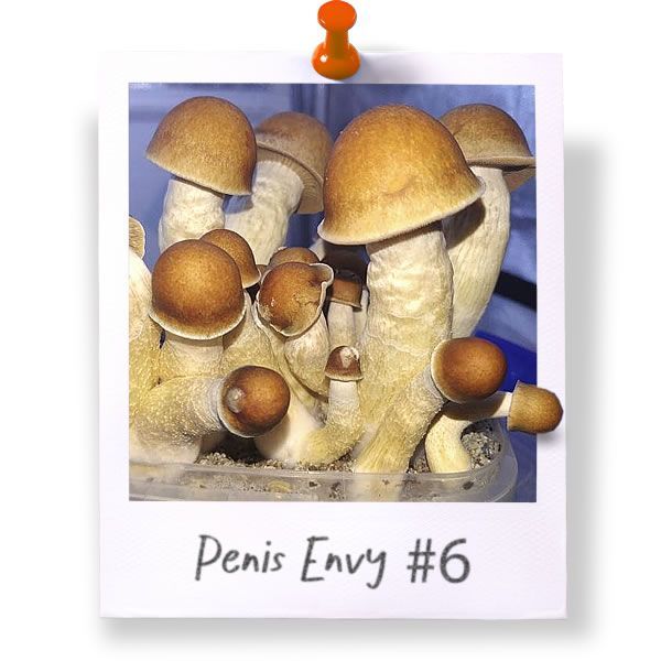 Penis Envy #6