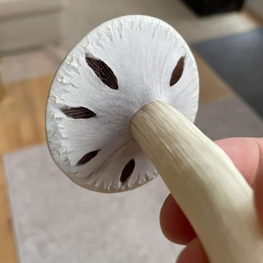 Albino A+