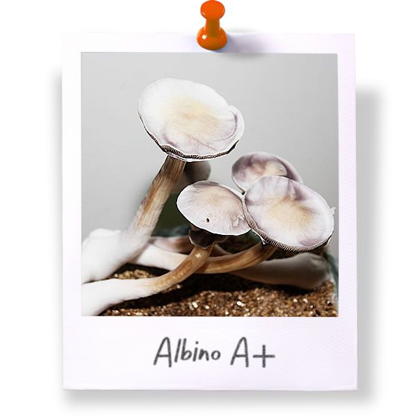 Albino A+