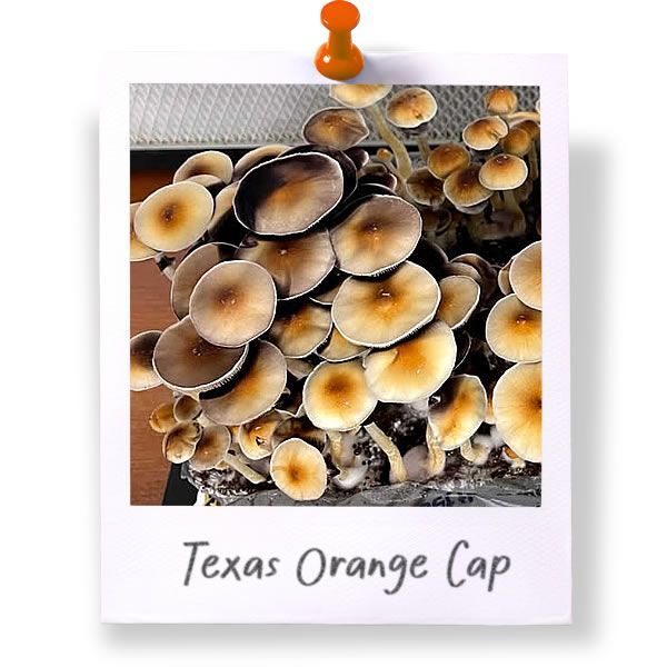 Texas Orange Cap