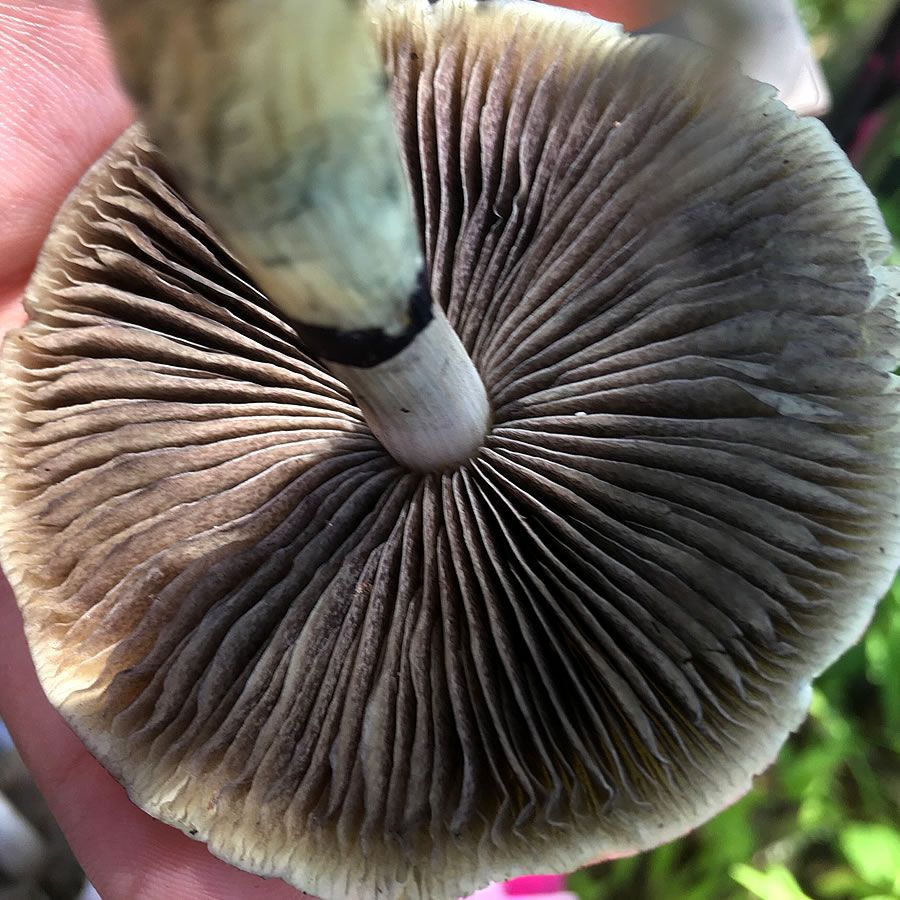 Texas Orange Cap