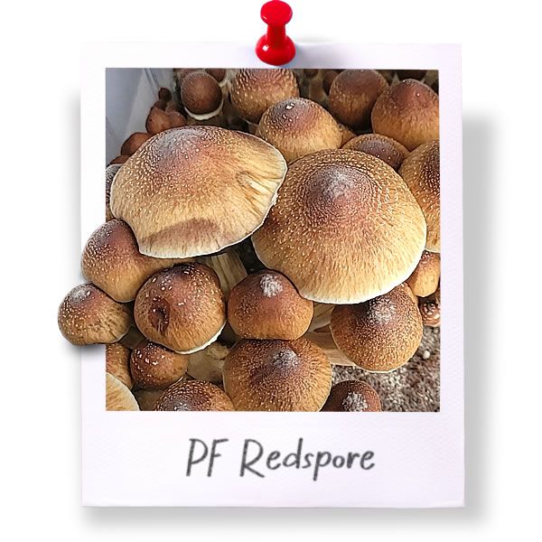PF Redspore