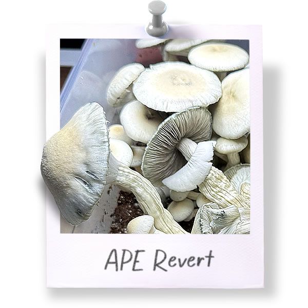 APE - Albino Penis Envy - Revert