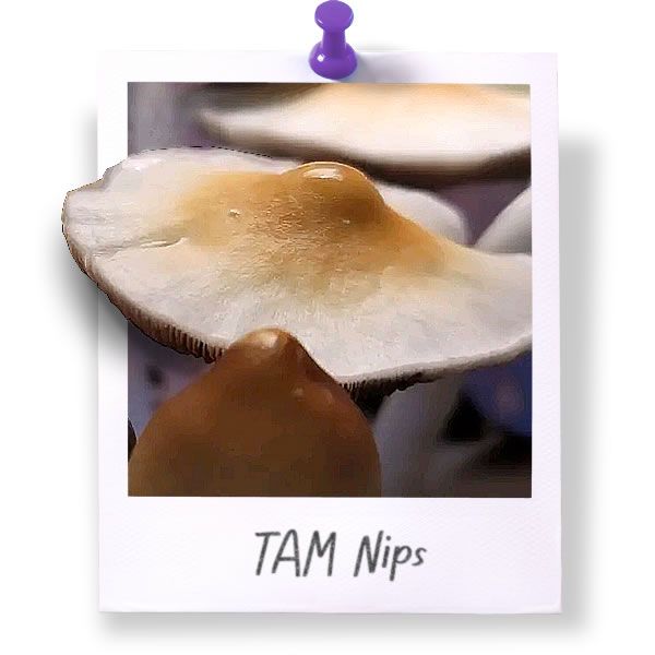 TAM Nips