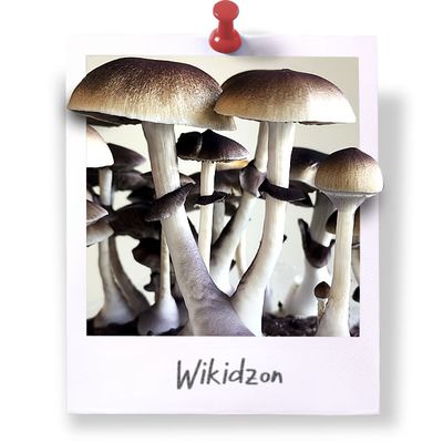 Wikidzon