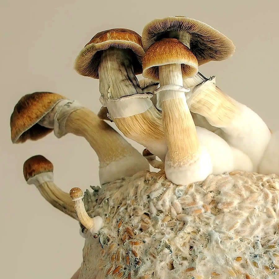Golden Teacher