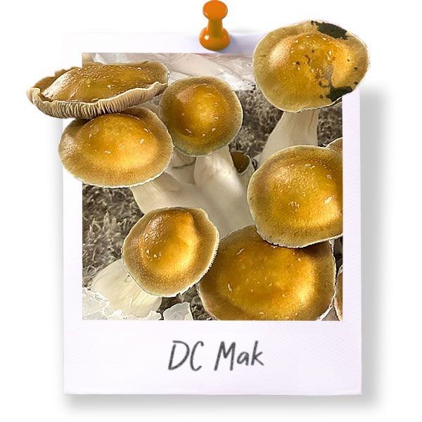 DC Mak