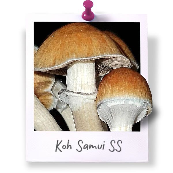 Koh Samui Super Strain