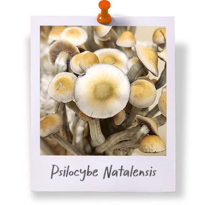 Psilocybe Natalensis