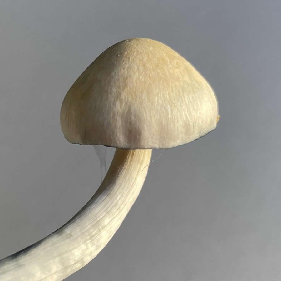 Psilocybe Natalensis