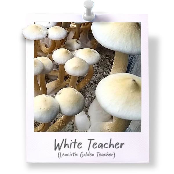 White Teacher - Leucistic GT