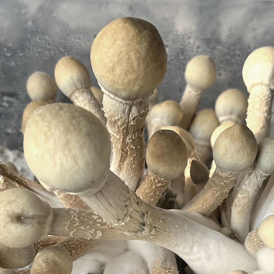 White Teacher - Leucistic GT