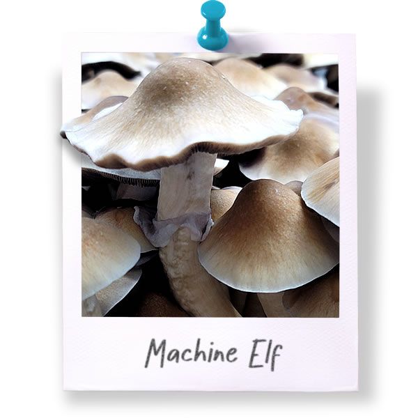 Machine Elf