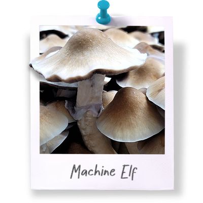 Machine Elf