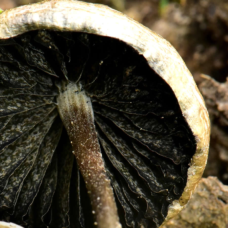 Panaeolus Cyanescens