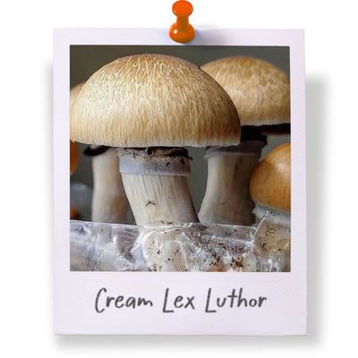 Cream Lex Luthor