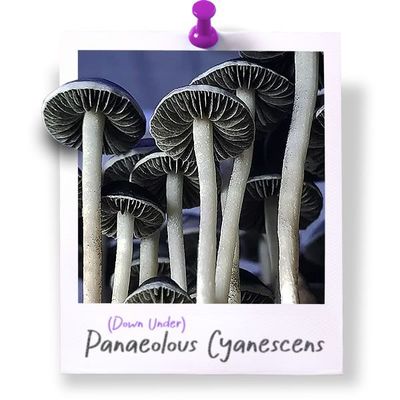 Panaeolus Cyanescens