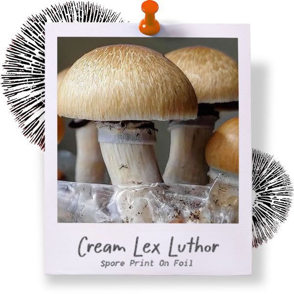 Cream Lex Luthor Spore Print