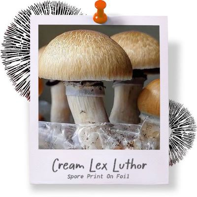 Cream Lex Luthor Spore Print